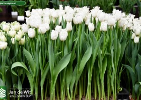 Tulipa Honeymoon ® (1)